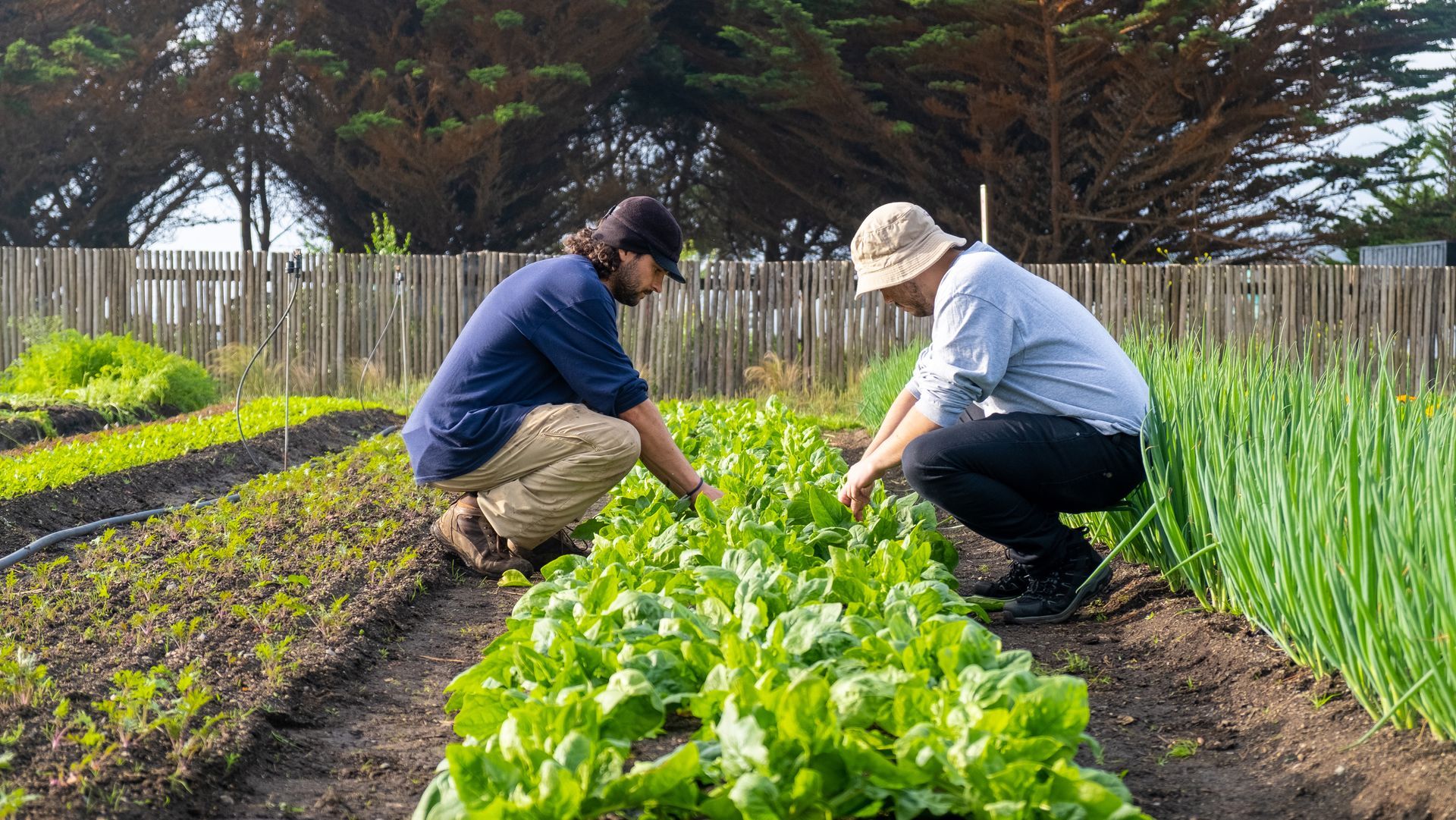 Deux personnes sont agenouillées dans un potager, récoltant des légumes entre les rangs de cultures.