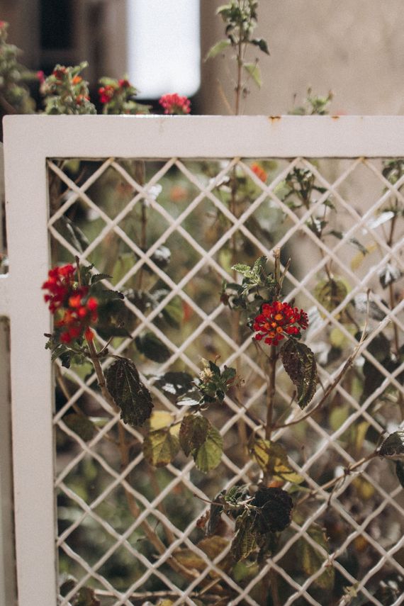 Clôture en treillis blanc avec des fleurs rouges et des feuilles vertes dans un jardin