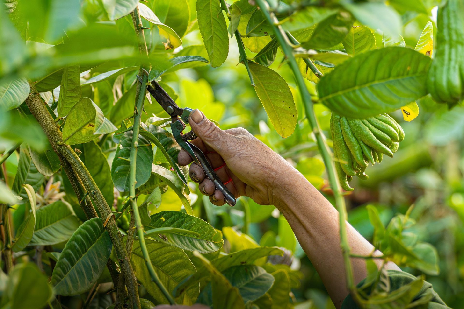 Taille manuelle au sécateur dans un arbre aux feuilles vertes