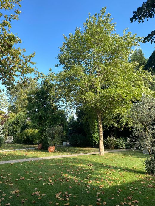 Parc ensoleillé avec pelouse verte, grand arbre et ciel bleu limpide