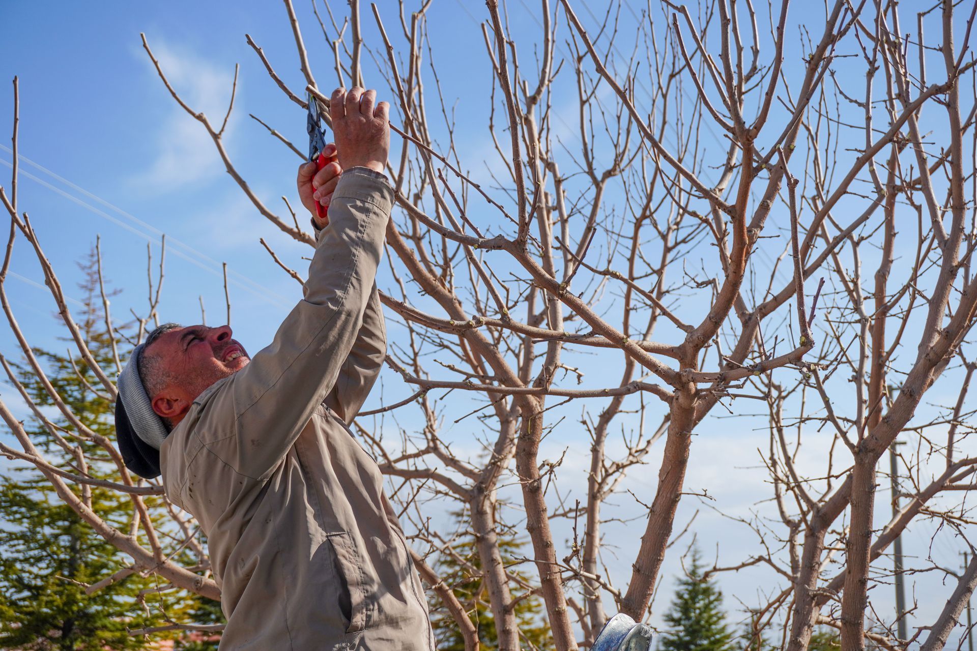 Une personne taille des branches d'arbre avec un sécateur rouge sous un ciel bleu