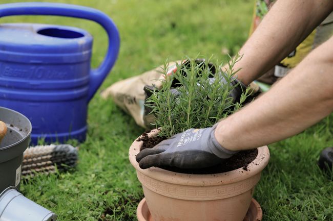 Des mains gantées plantent des pieds de romarin dans un pot en terre cuite dans un jardin, avec un arrosoir bleu à proximité.