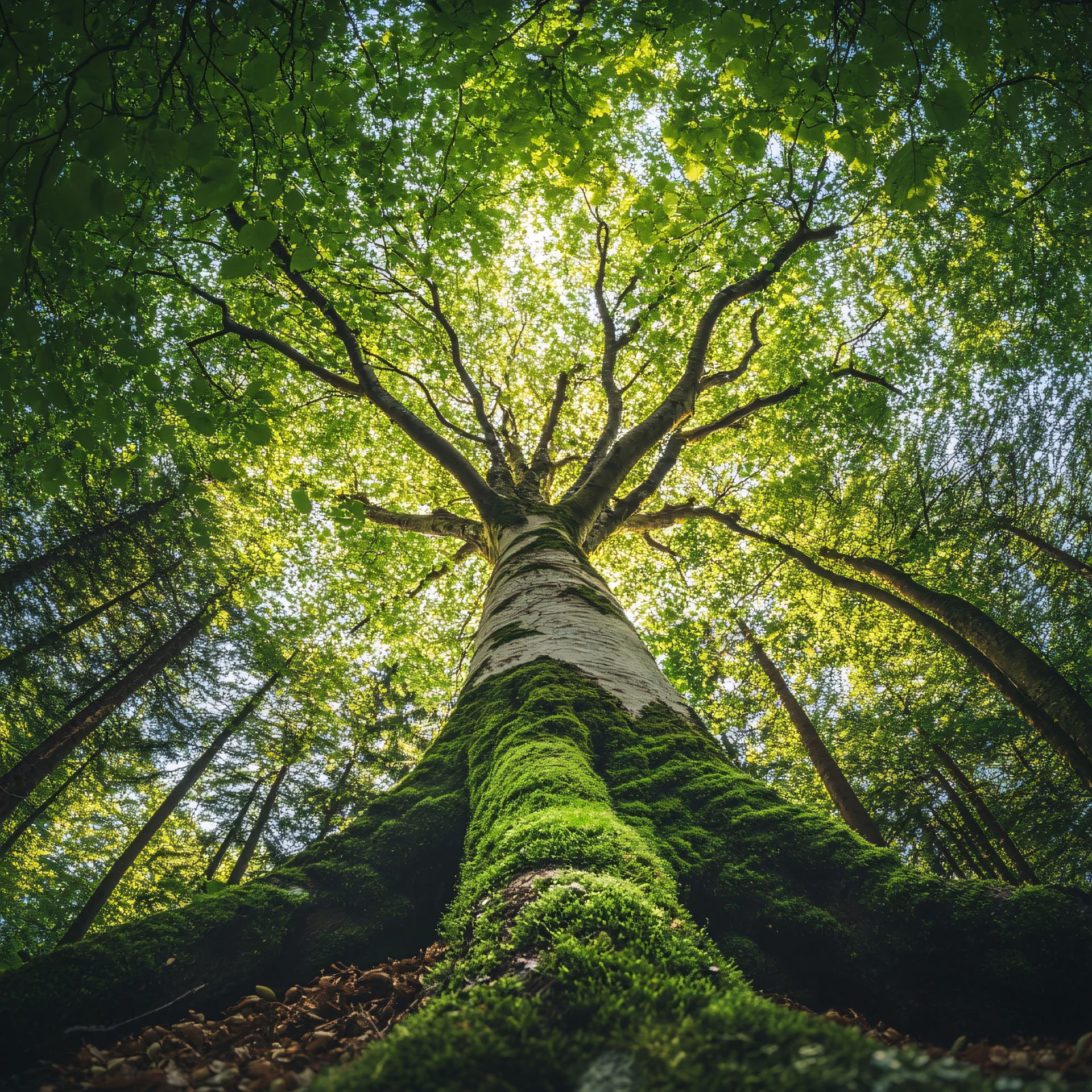 Tronc d'arbre