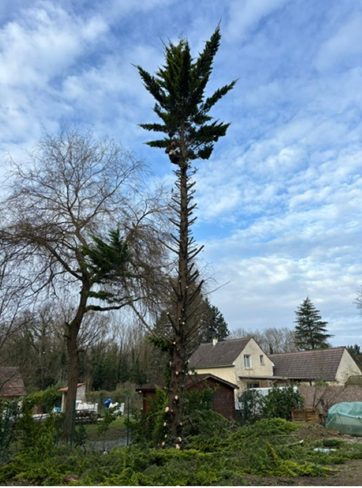 Grand arbre au tronc taillé et au feuillage élagué à la cime, maisons et ciel nuageux en arrière-plan.