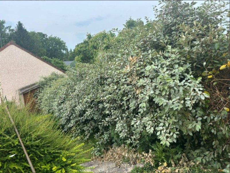 Une haie dense et envahissante devant un bâtiment clair, la verdure remplissant le cadre.