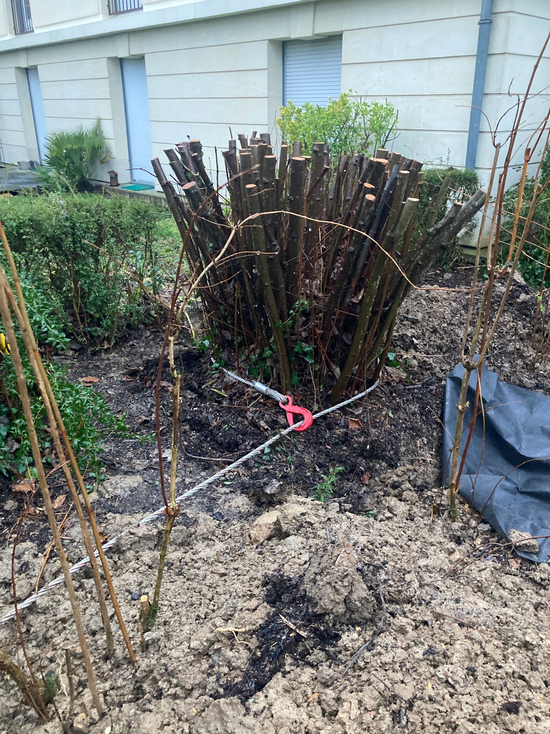 Arbuste fraîchement taillé, aux nombreuses tiges ligneuses attachées par un câble, dans un parterre de jardin près d'un bâtiment.