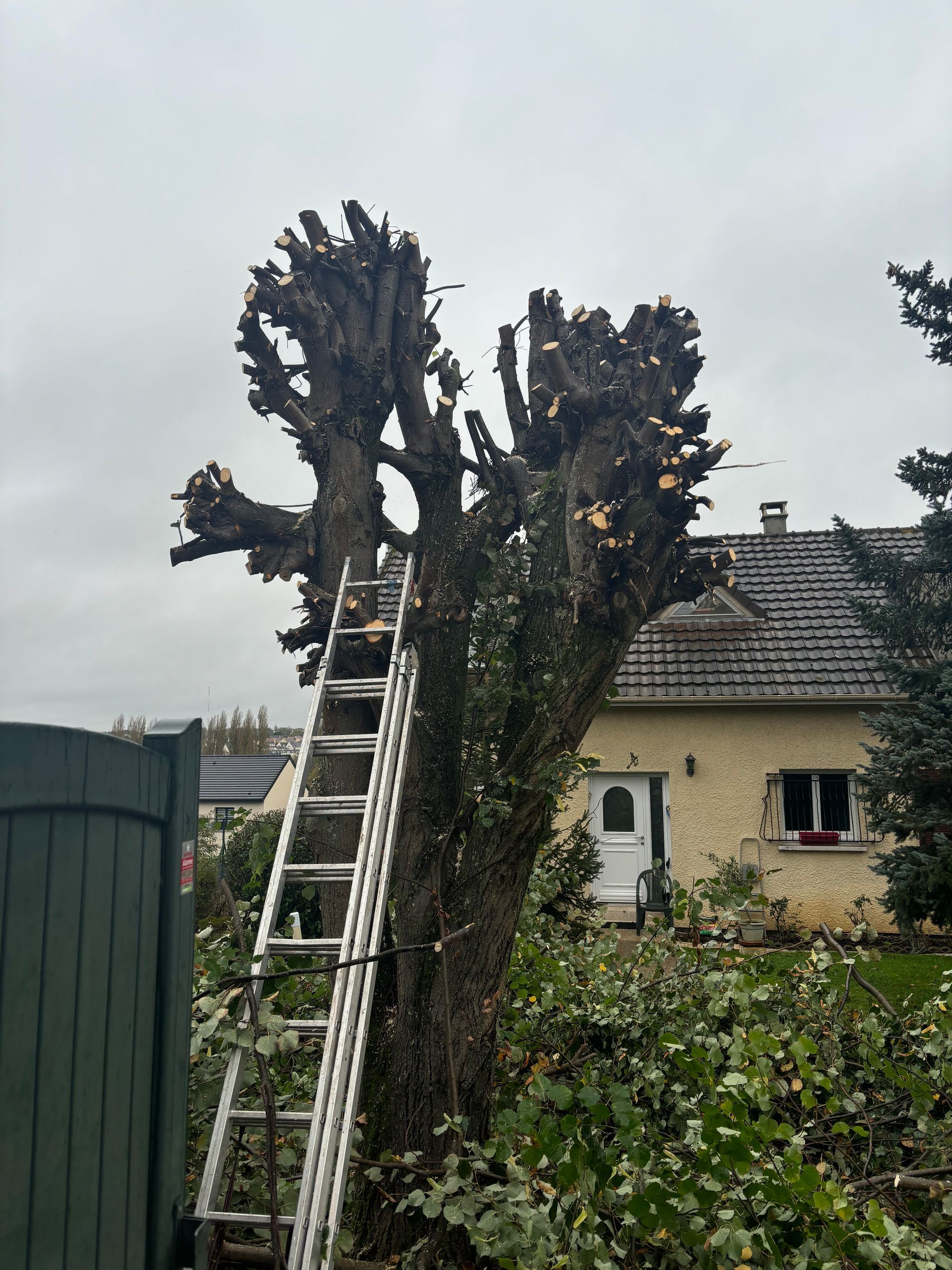 Arbre contre lequel une échelle est appuyée, devant une maison, branches coupées visibles, ciel couvert.