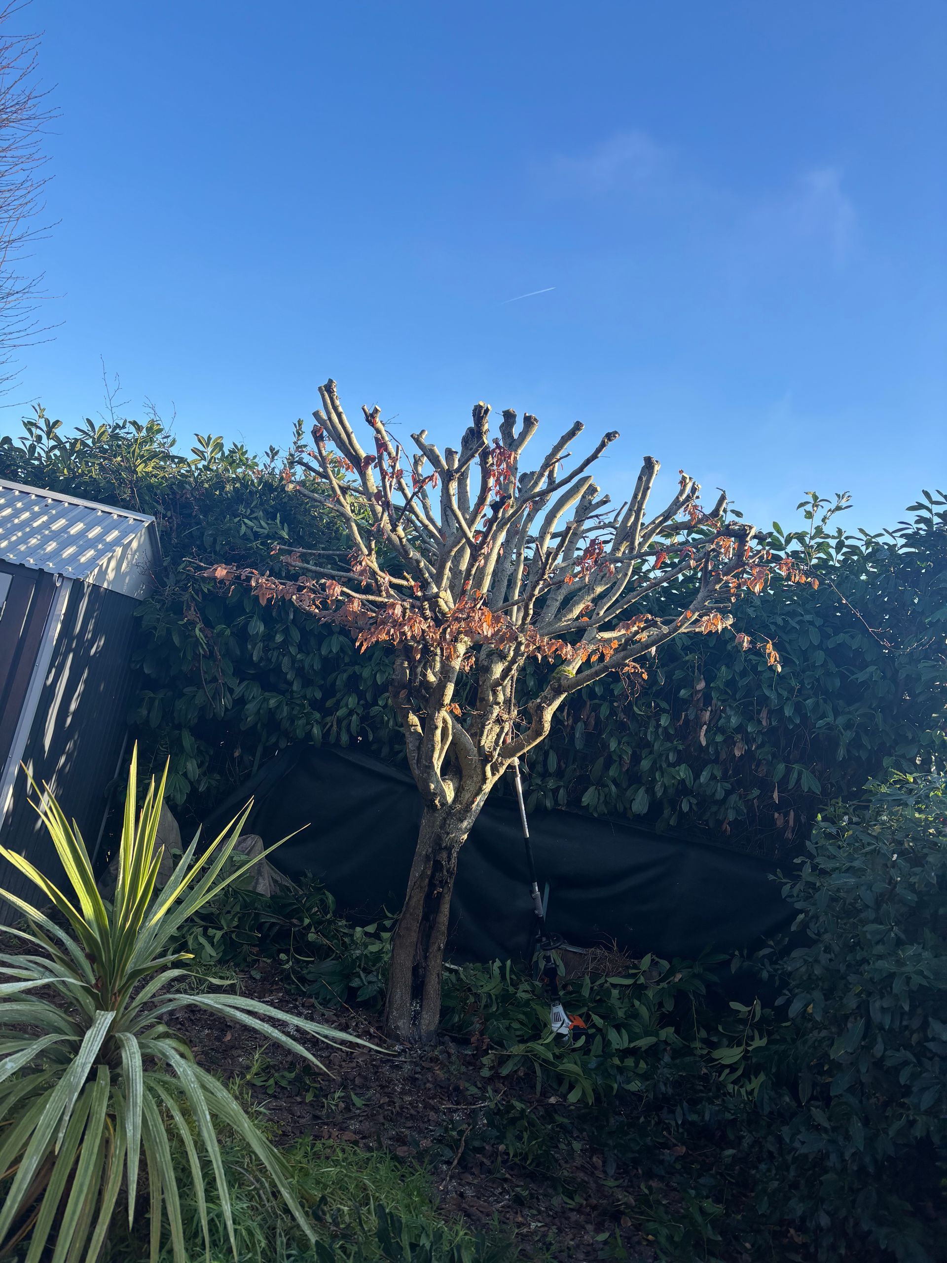 Arbre nu aux bourgeons rougeâtres, se détachant sur un ciel bleu, entouré d'arbustes verts et d'une petite plante épineuse.