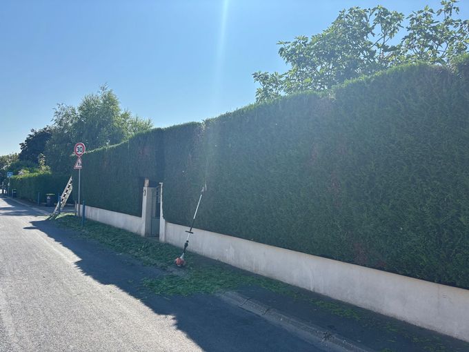 Une longue haie verte est taillée par une journée ensoleillée. Une échelle et un taille-haie sont posés à côté de la haie.