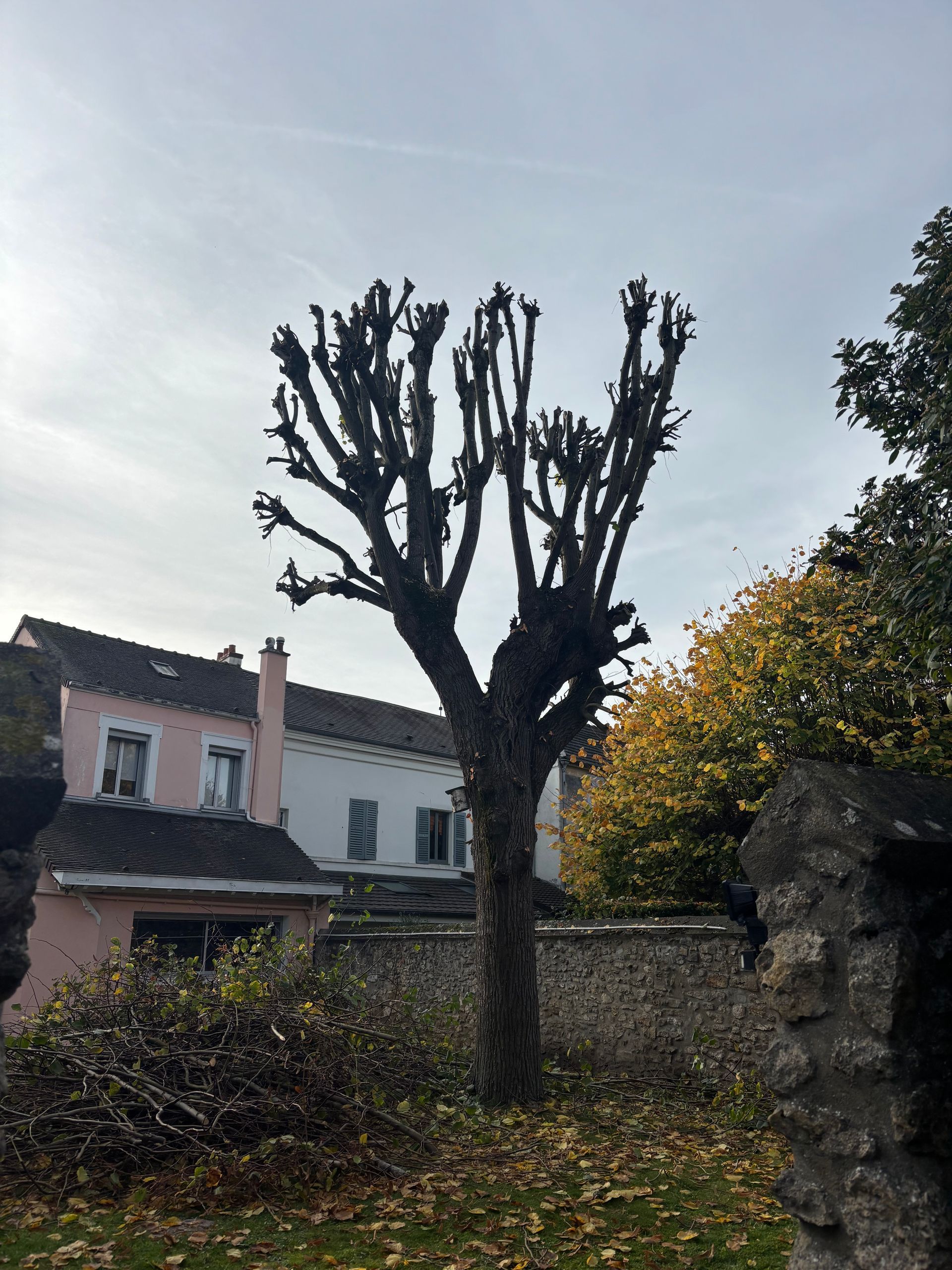 Un arbre nu et taillé, aux nombreuses branches épaisses, se dresse devant un bâtiment rose et un mur de pierre par temps couvert.