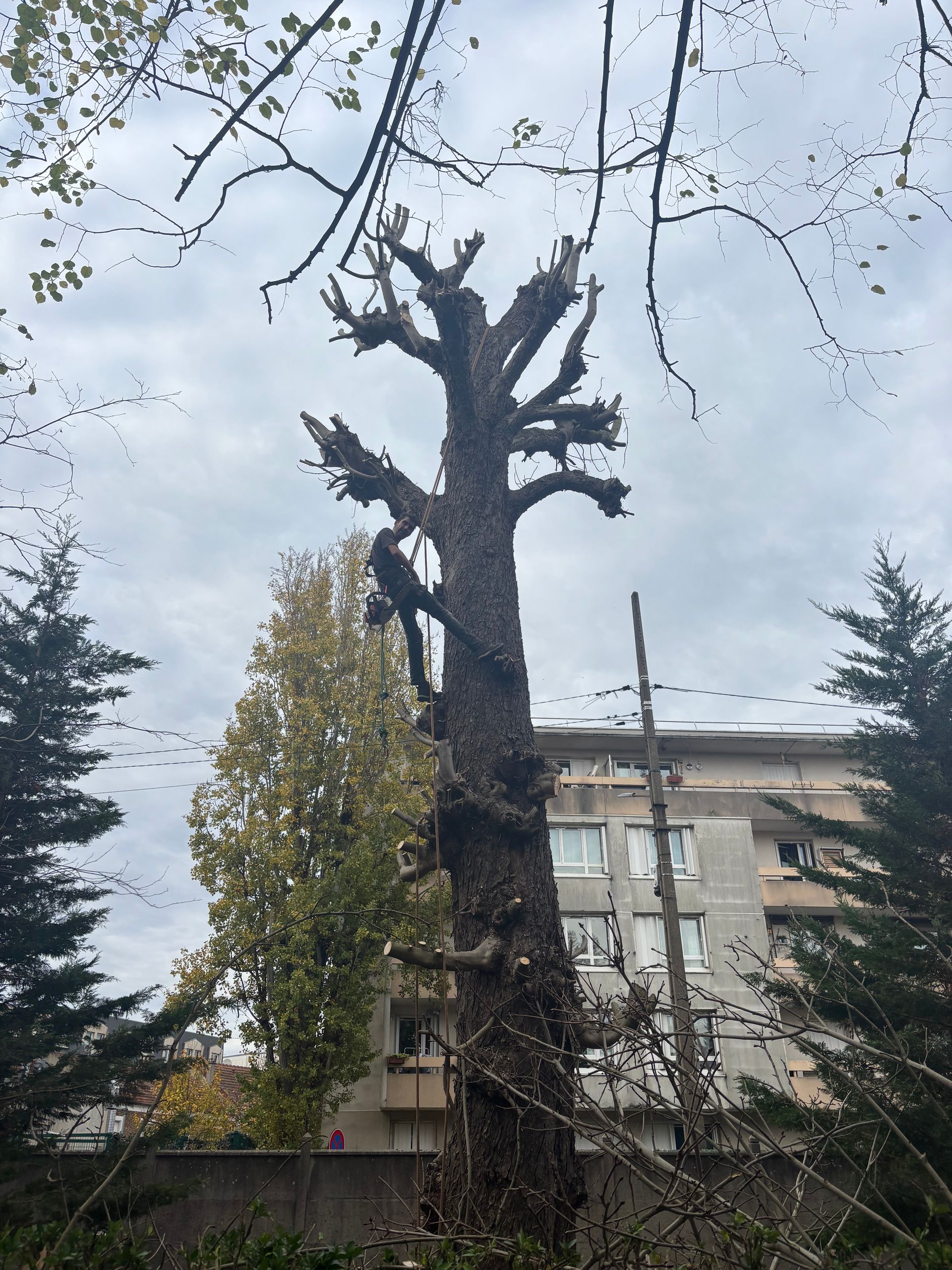 Un grand arbre est taillé par une personne équipée de matériel d'escalade.
