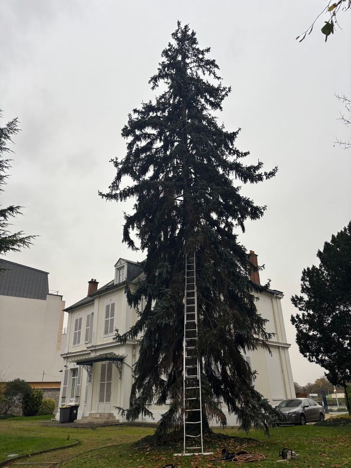 Un grand sapin sur lequel est appuyée une échelle. Journée nuageuse.