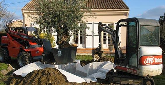 Paysagiste - planter un olivier