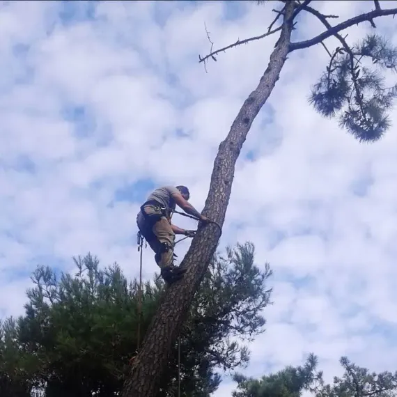 Um homem está cortando um arbusto com uma tesoura.