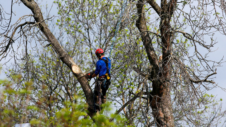 Un ouvrier portant un casque rouge et une chemise bleue taille un arbre parmi les branches dénudées à l'extérieur.