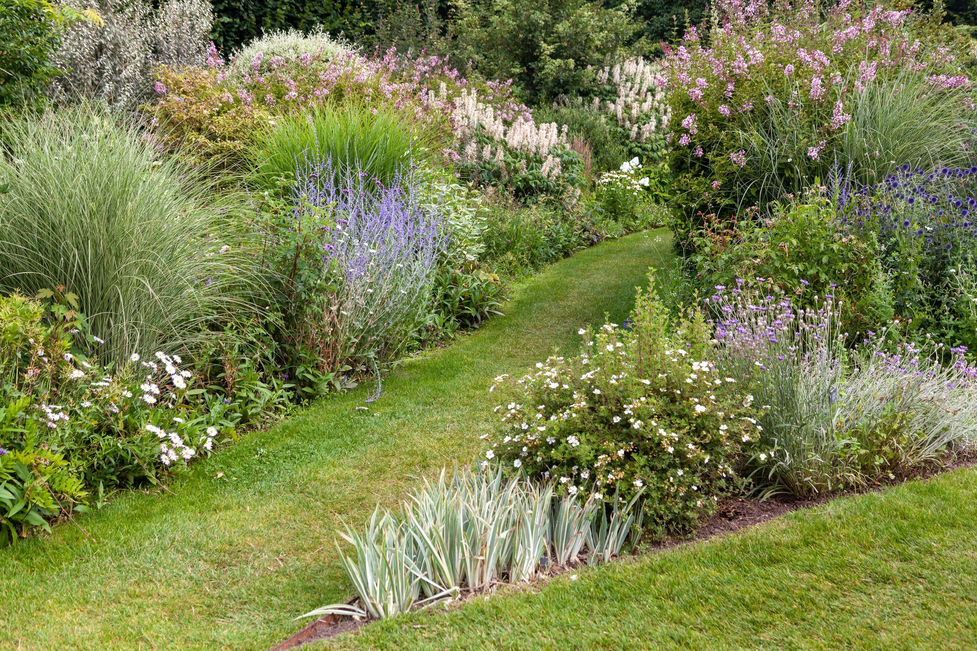 Allée de jardin luxuriante bordée d'arbustes fleuris colorés et de hautes herbes.