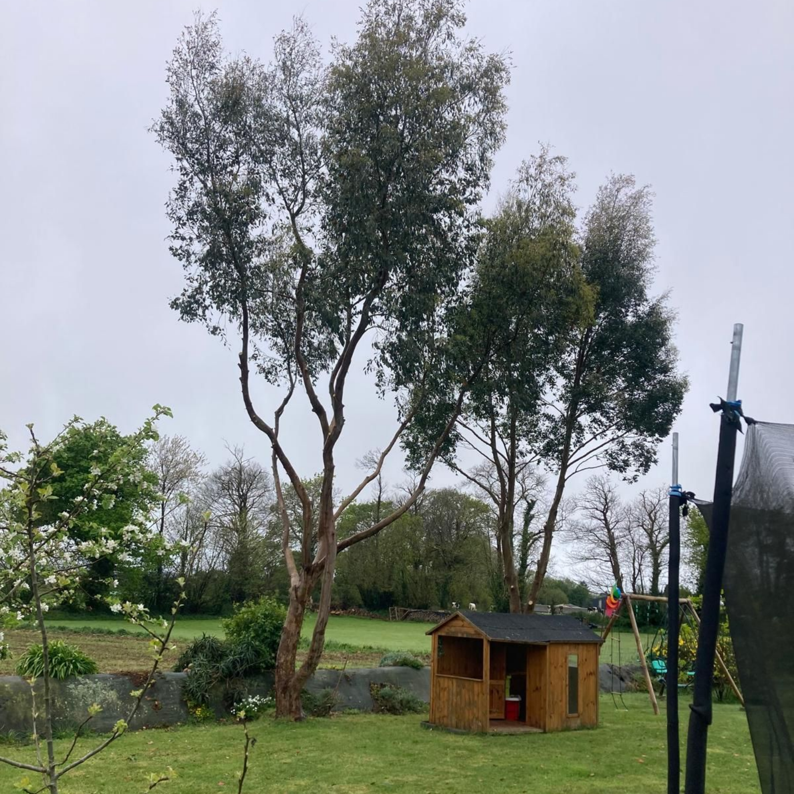 Jardin avec de grands arbres, un petit abri en bois et une cour herbeuse sous un ciel couvert.