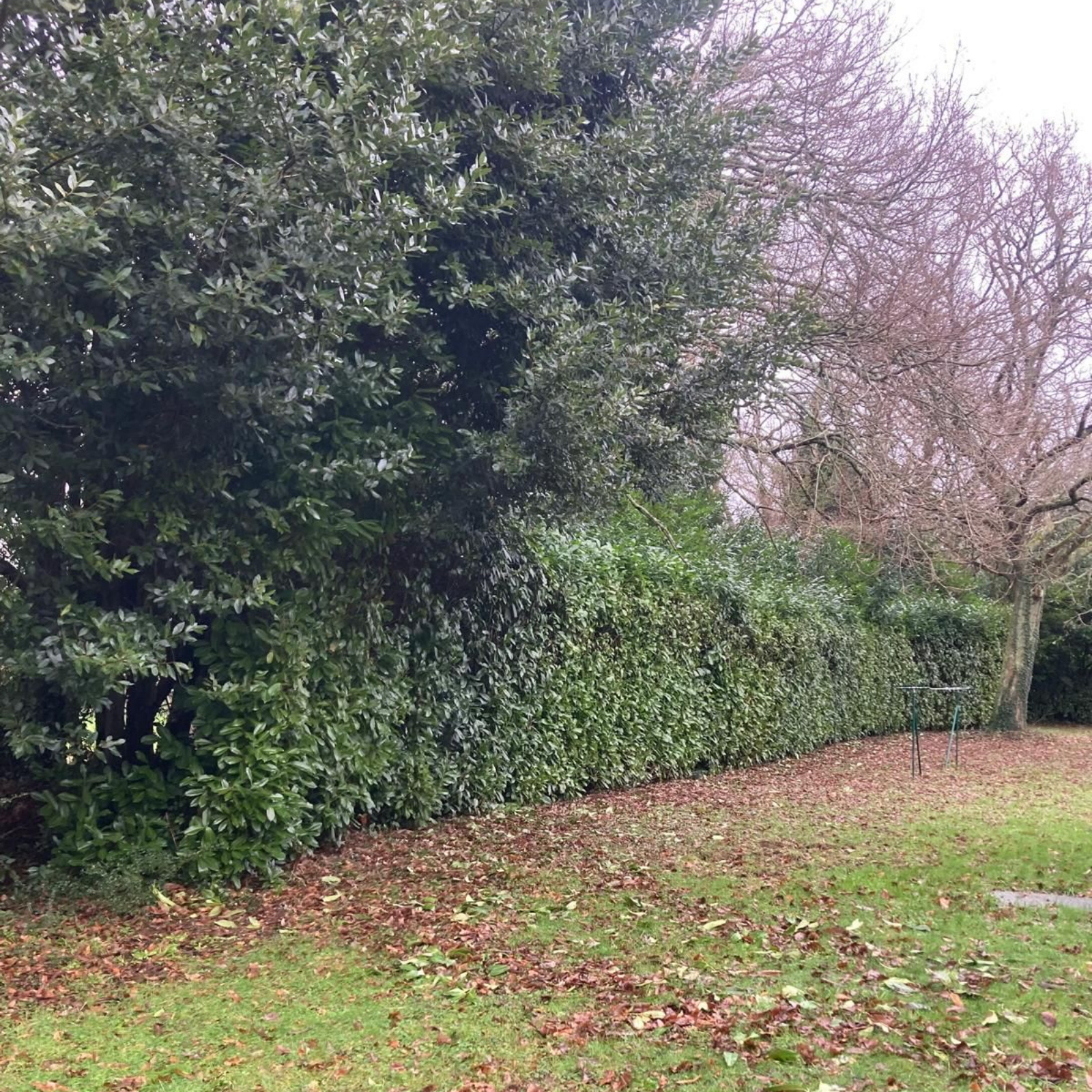 Bordure de jardin boisée avec haies vertes denses, arbres qui perdent leurs feuilles et pelouse jonchée de feuilles.