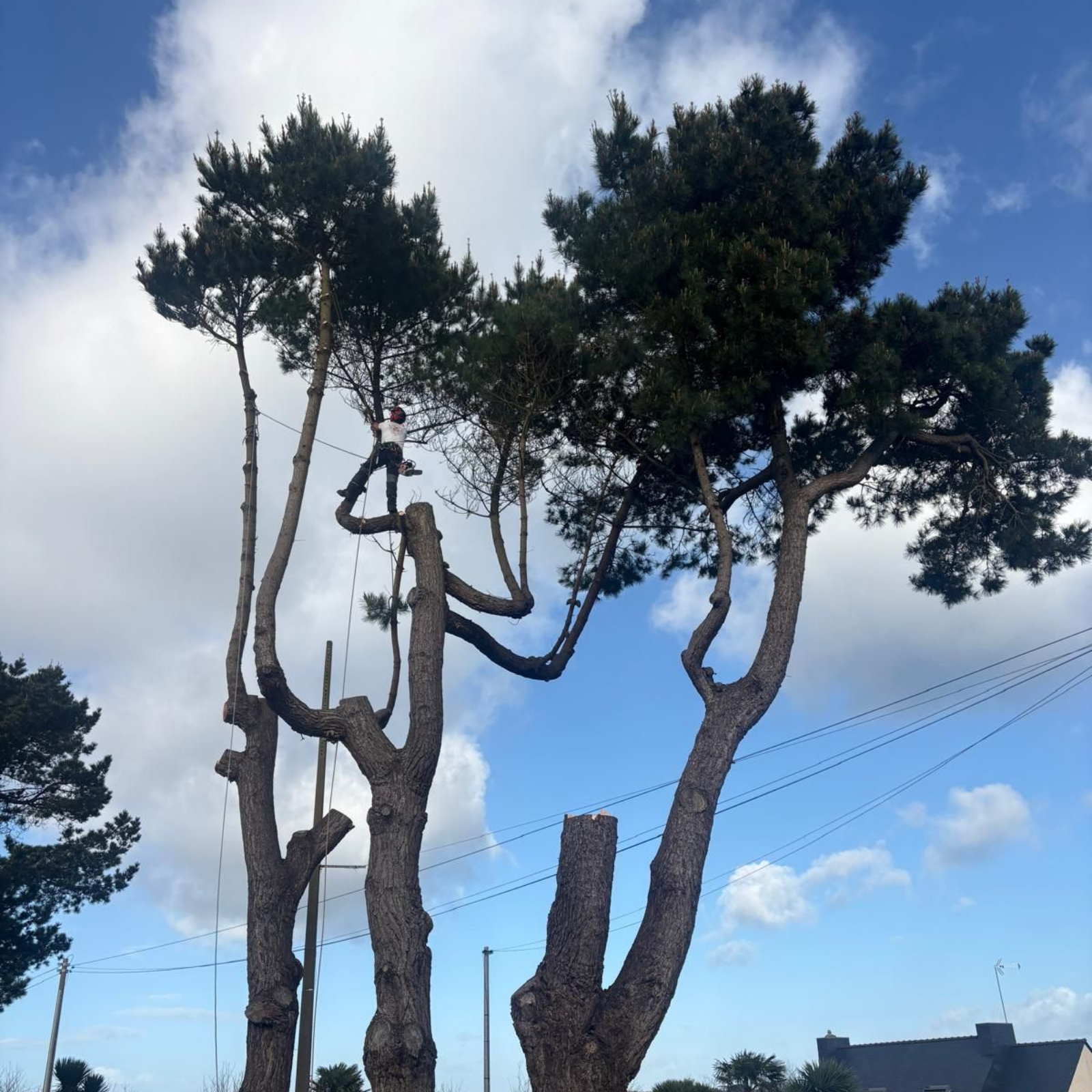 De grands pins partiellement élagués se détachant sur un ciel bleu parsemé de nuages ​​et de lignes électriques.