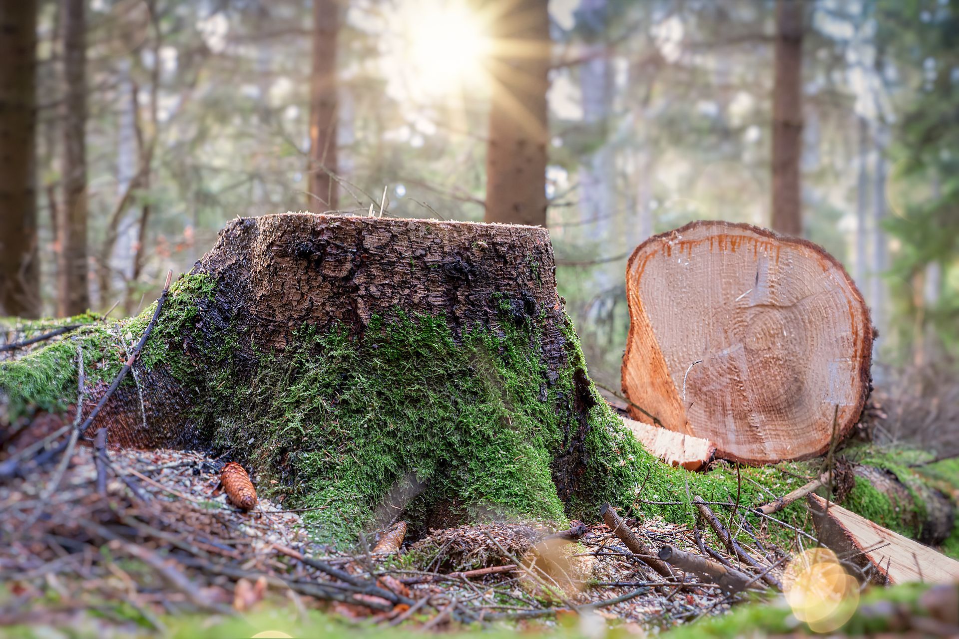 Souche et tronc d'arbre fraîchement coupés dans une forêt ensoleillée, avec de la mousse et des branches tombées