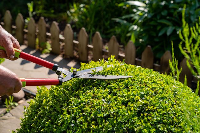 Des mains utilisent des cisailles à haie rouges pour tailler un arbuste rond et vert dans un jardin.