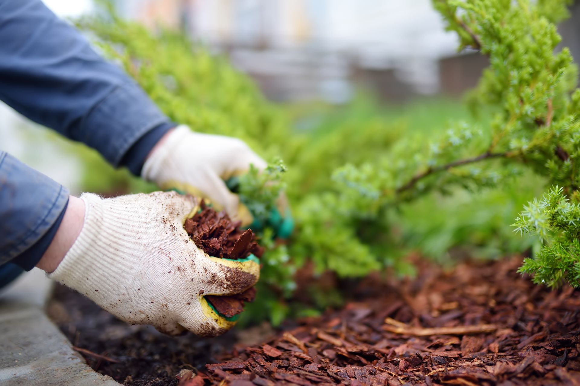 Des mains gantées plantent un petit arbuste vert dans un parterre de jardin recouvert de paillis.