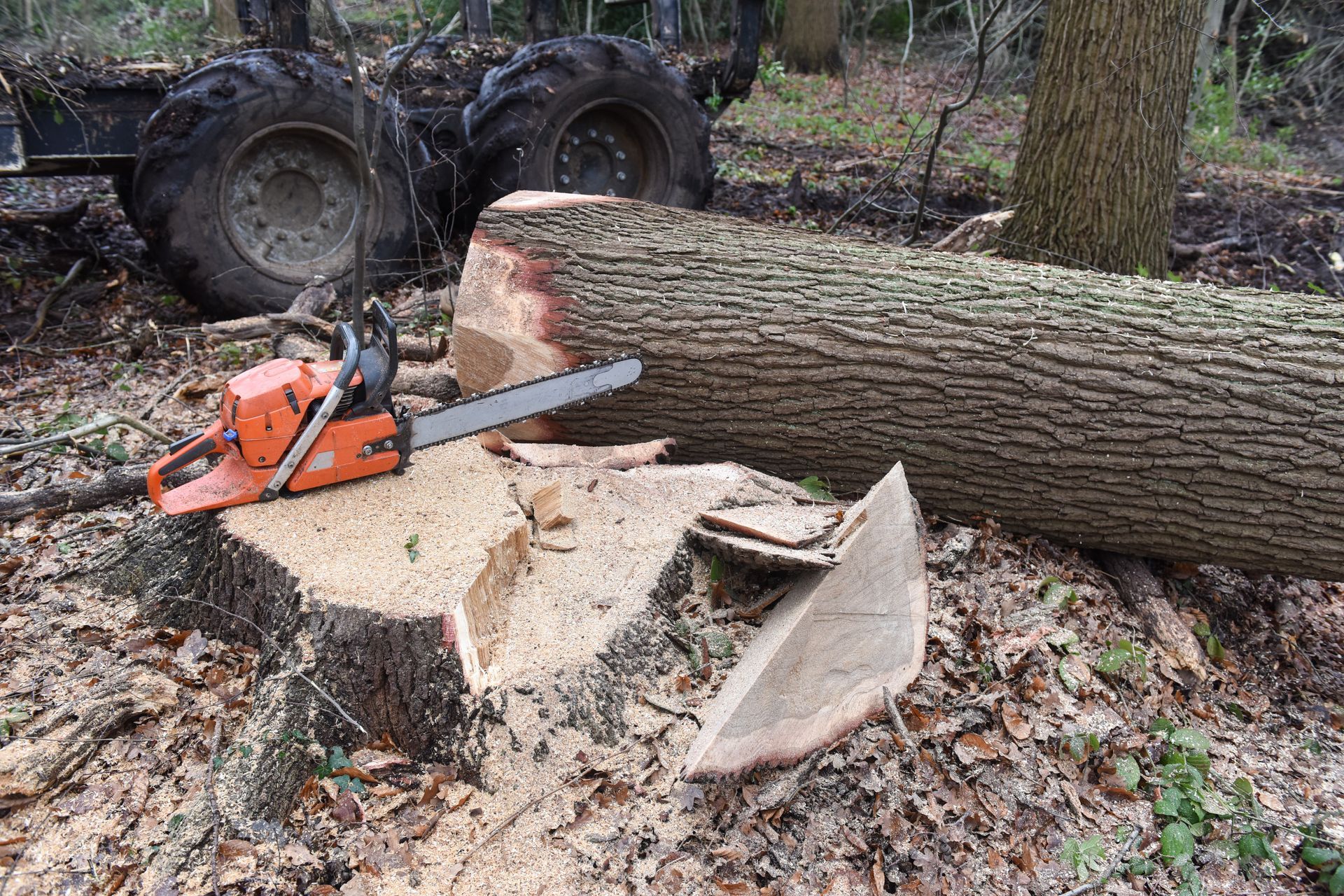 Une tronçonneuse coupe un tronc d'arbre tombé dans une zone boisée, avec un tracteur en arrière-plan.