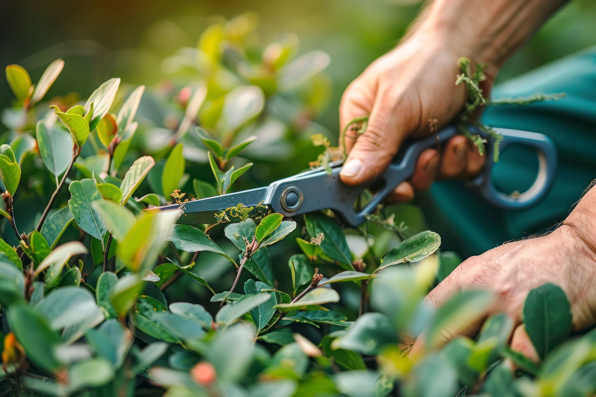 Des mains taillent des arbustes verts avec des cisailles de jardin à l'extérieur