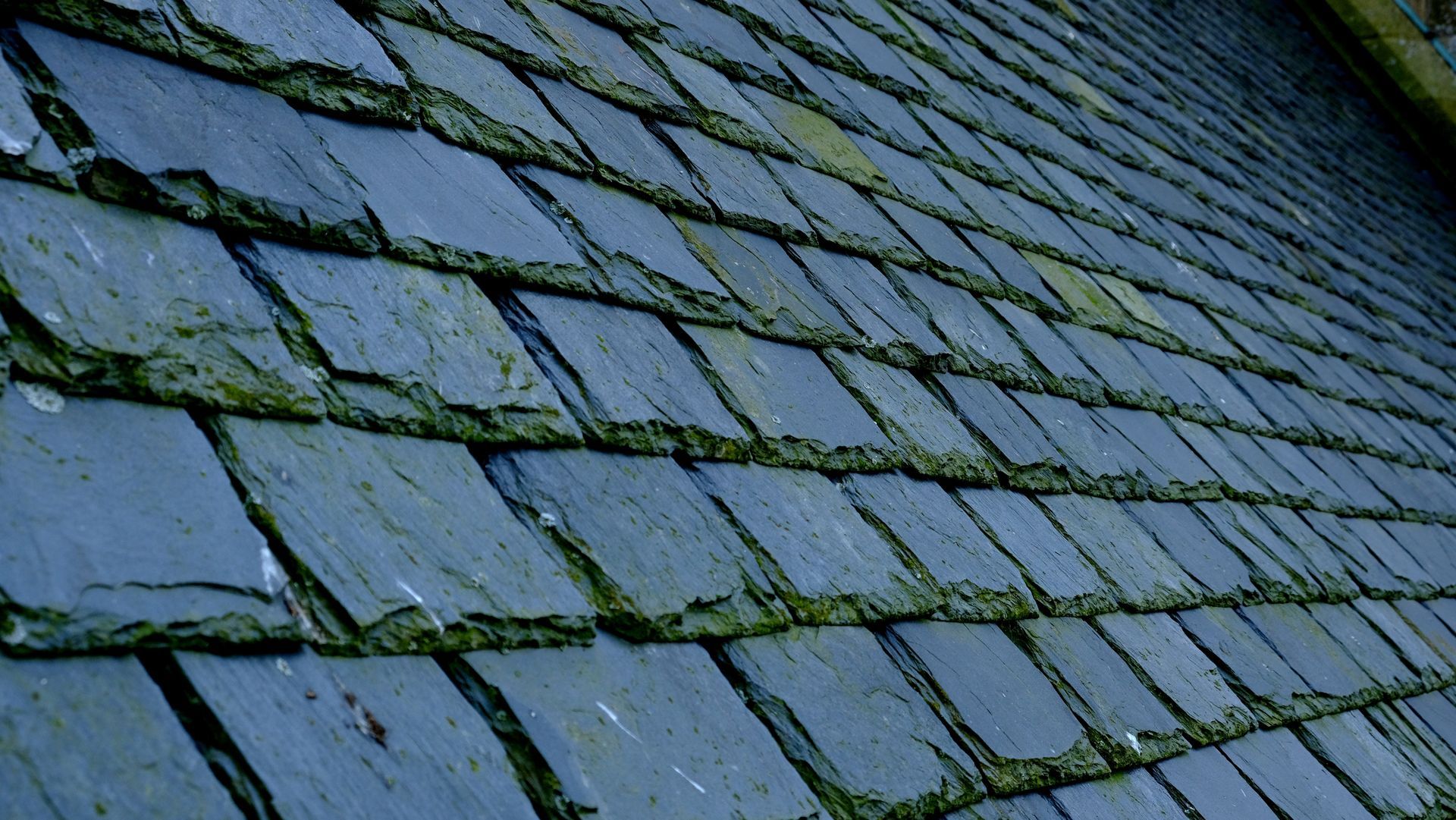 Gros plan sur des tuiles d'ardoise bleu-gris avec de la mousse verte qui pousse entre elles.