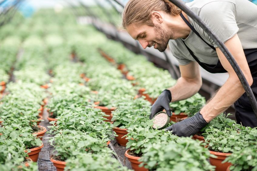 Un hombre está trabajando en un invernadero con plantas en macetas.