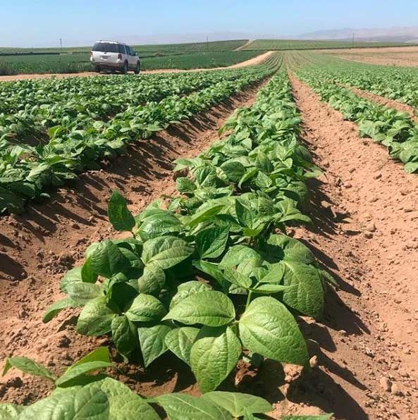 Un coche circula por un campo de plantas verdes.