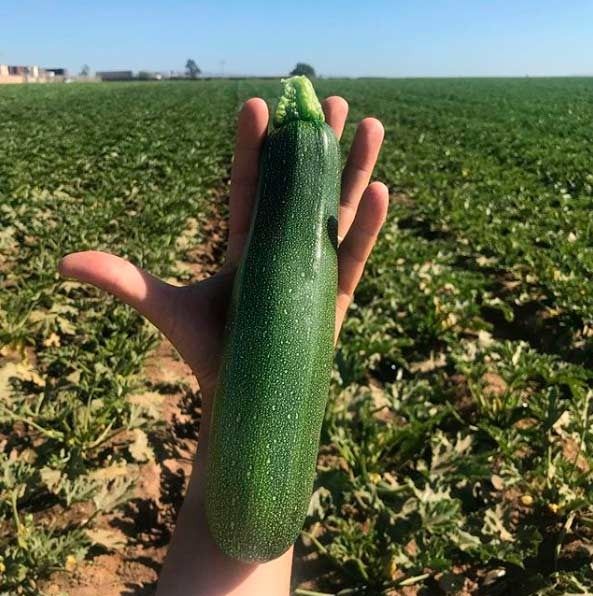 Una persona sostiene un calabacín en su mano en un campo.