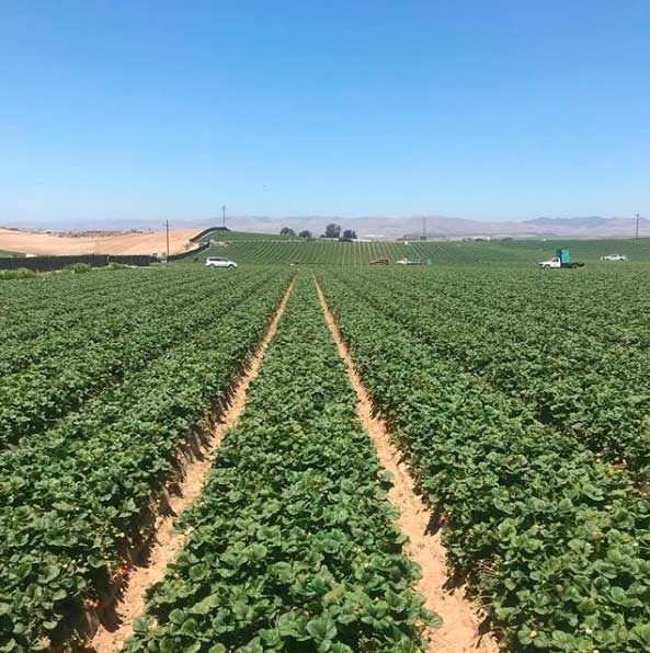 Una hilera de fresas creciendo en un campo en un día soleado.