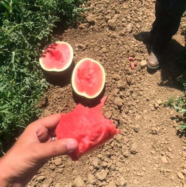 Una persona sostiene un trozo de sandía en su mano.