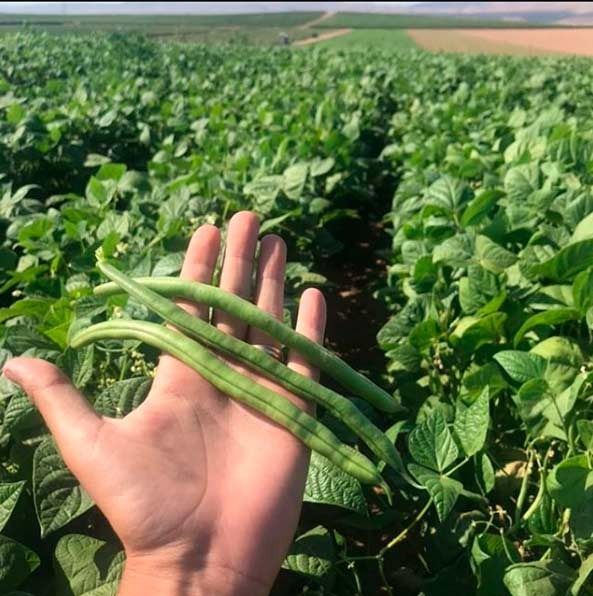Una persona sostiene judías verdes en su mano en un campo.