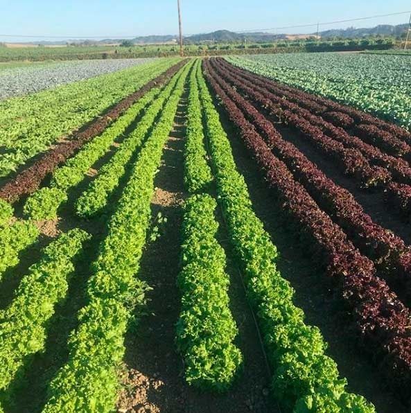En un campo crecen hileras de lechuga y repollo.