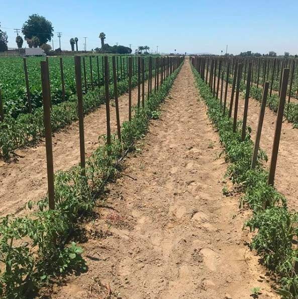 Una hilera de plantas de tomate que crecen en un campo
