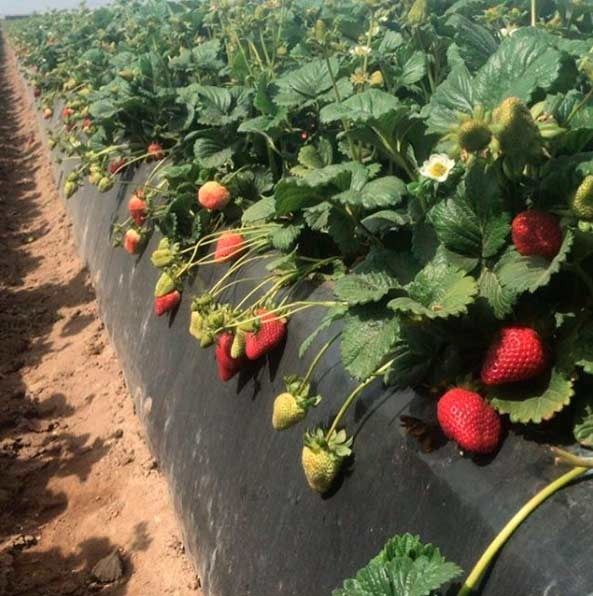 Una hilera de fresas creciendo en un campo