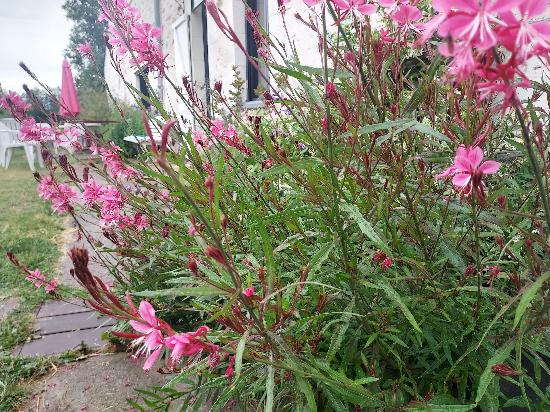 Fleurs roses