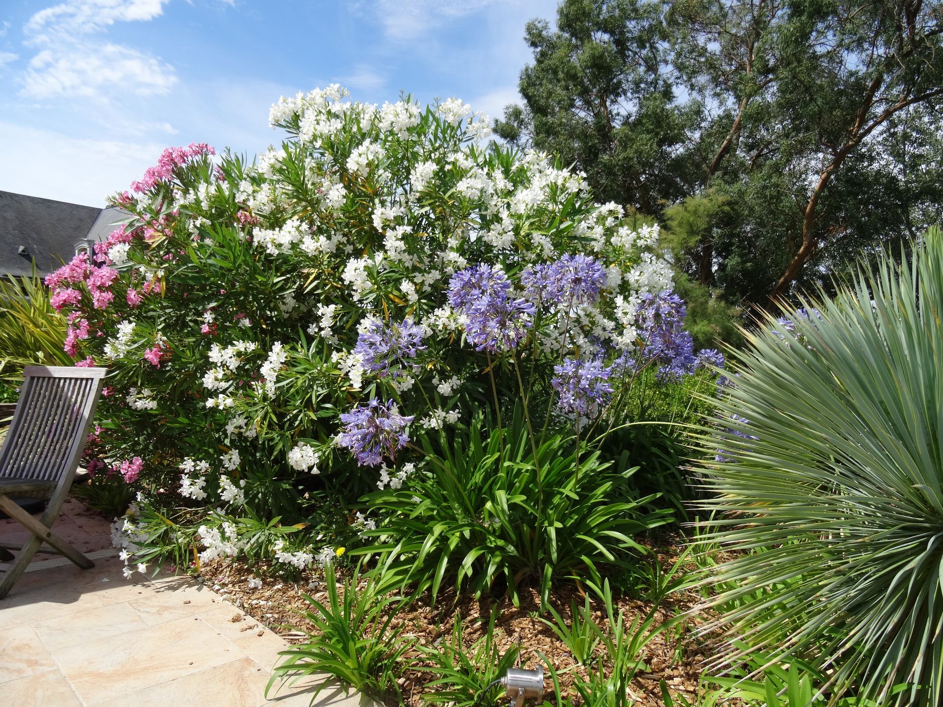 Fleurs roses, blanches et violettes
