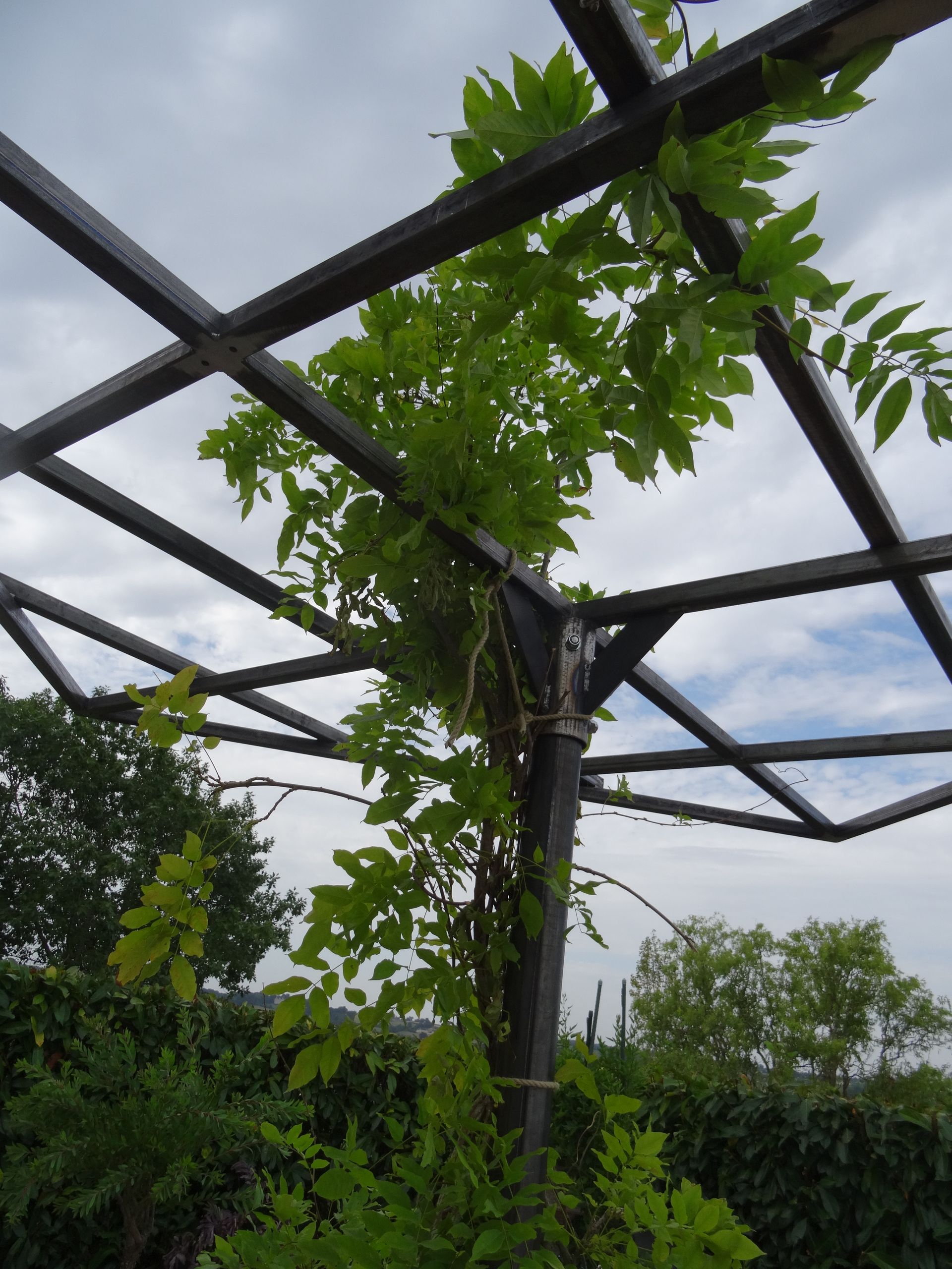 Végétal qui touche une pergola