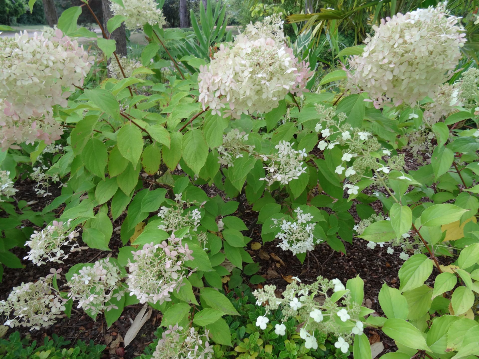 Jeune arbuste avec des fleurs