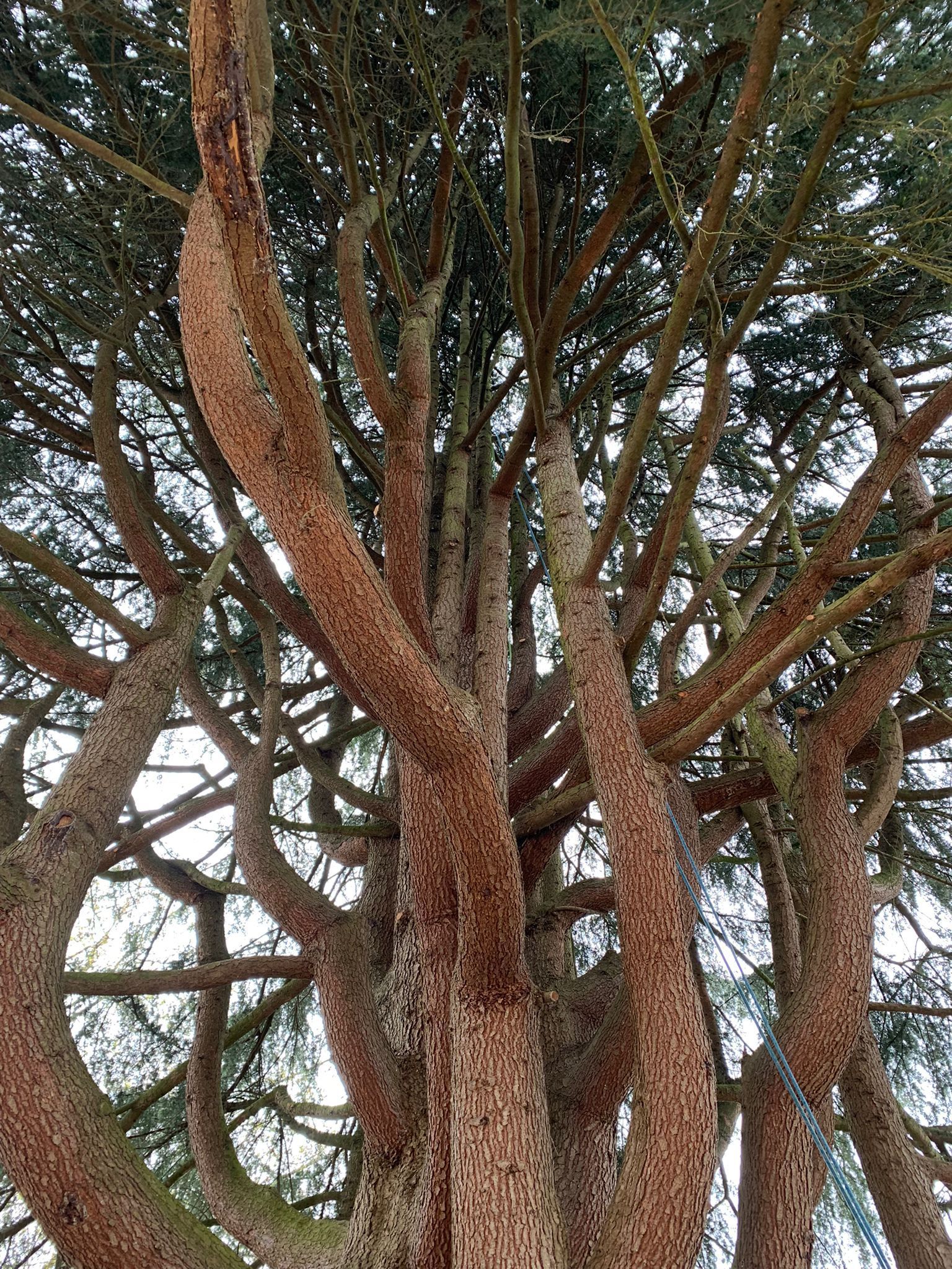 Arbre avec plusieurs grosses branches