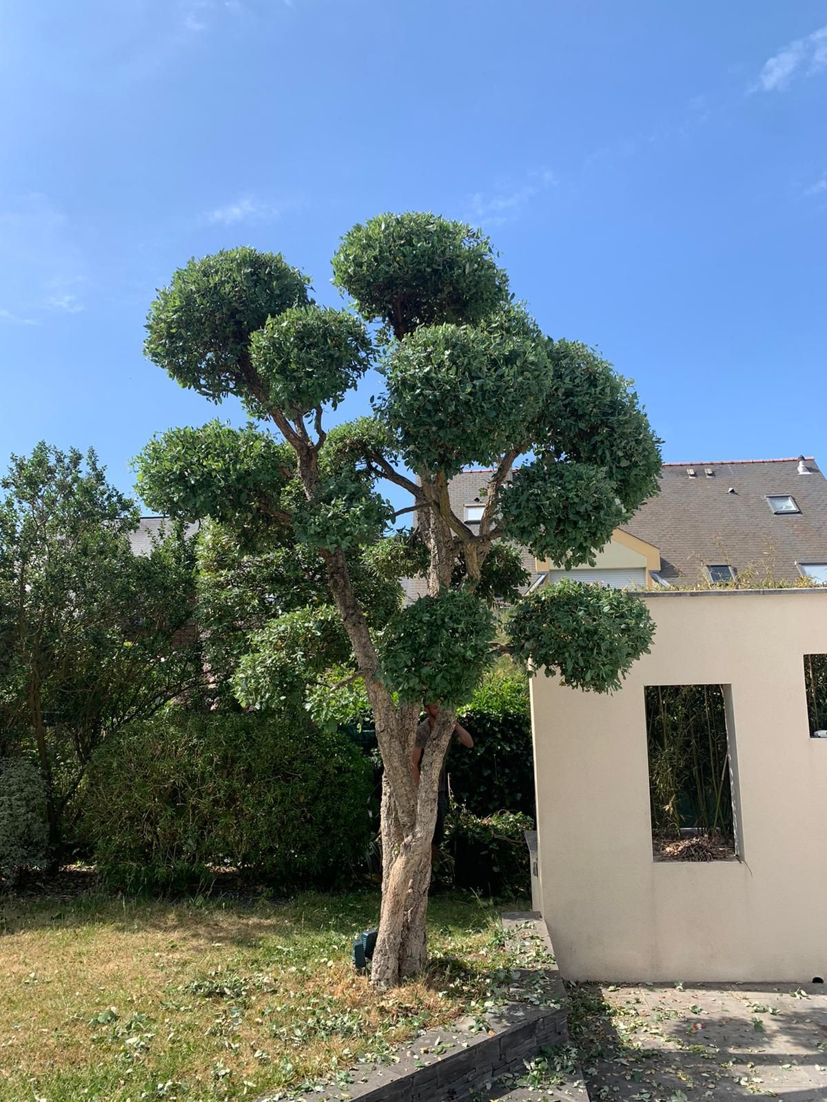 Élagage esthétique d'un jeune arbre