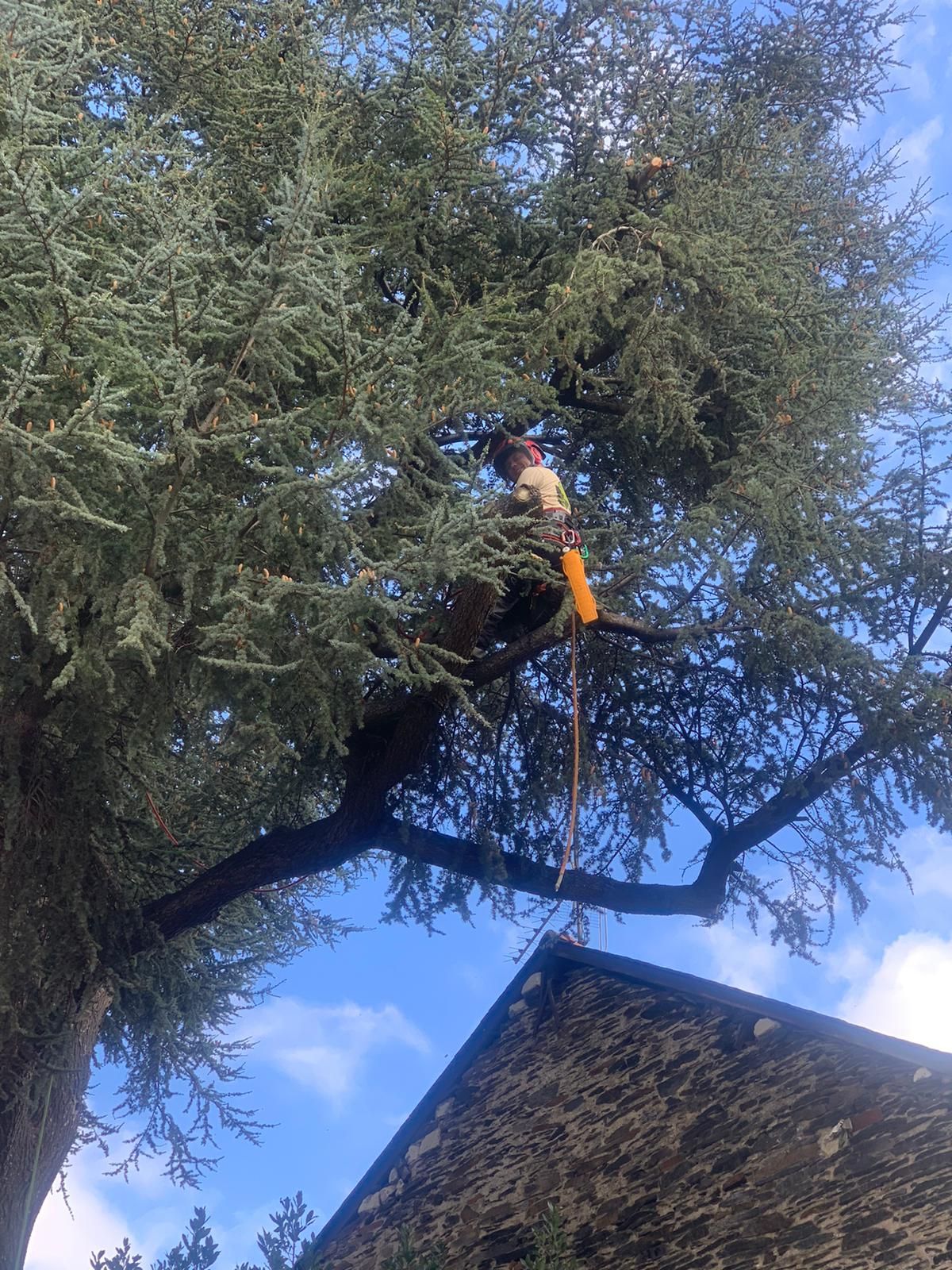 Intervention d'élagage en hauteur