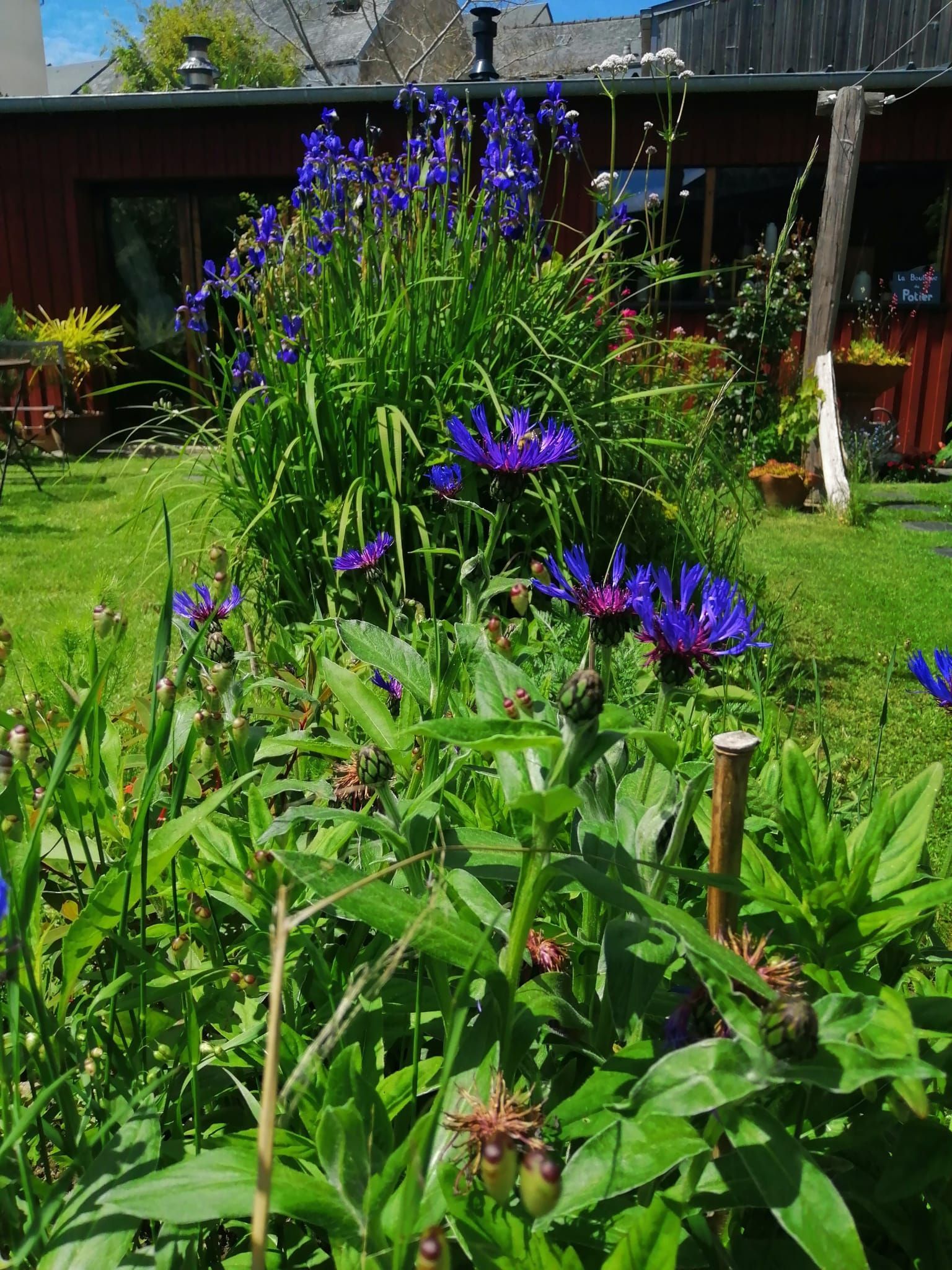 Fleurs violettes