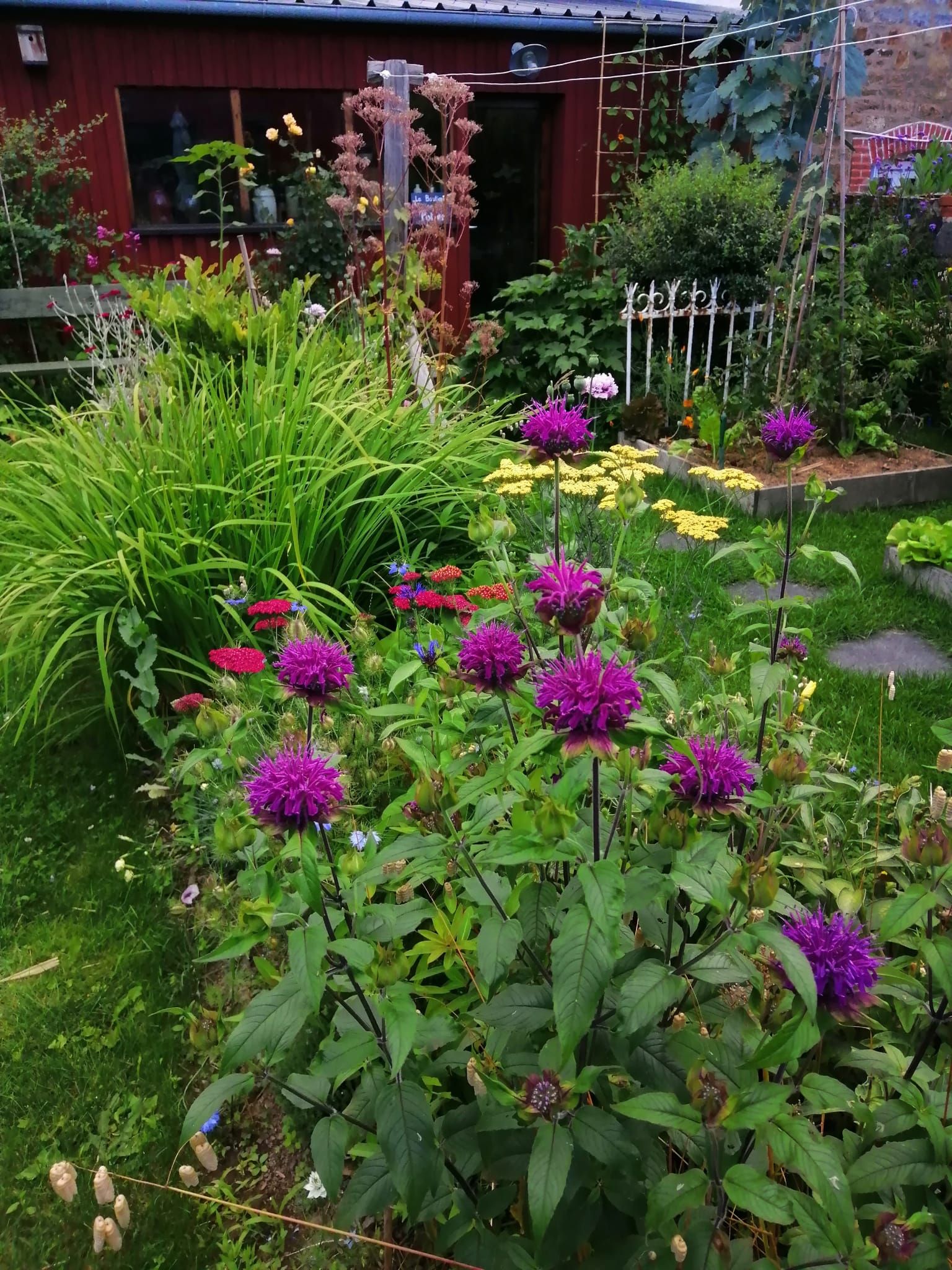 Fleurs colorées