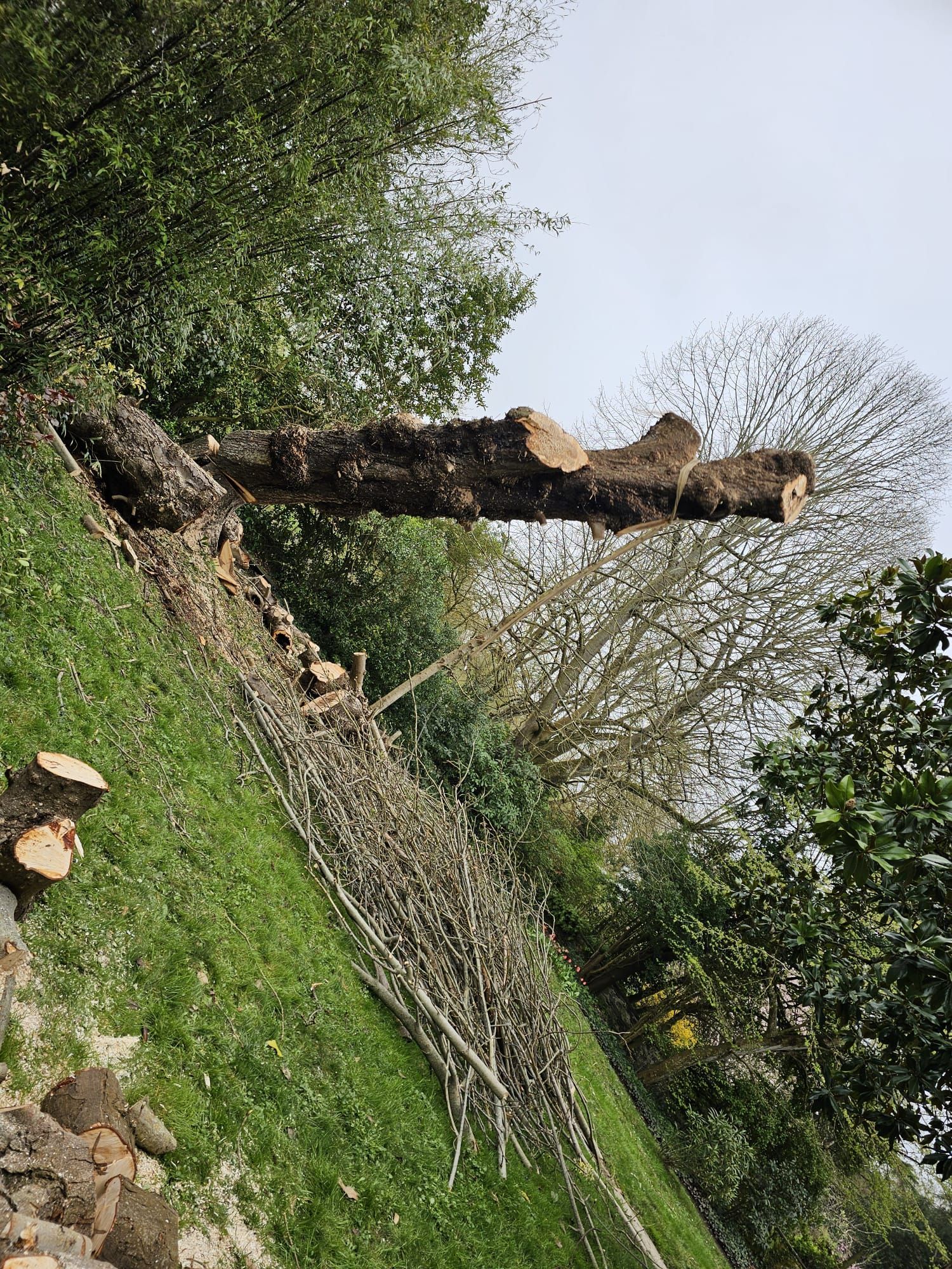 Tronc d'arbre penché