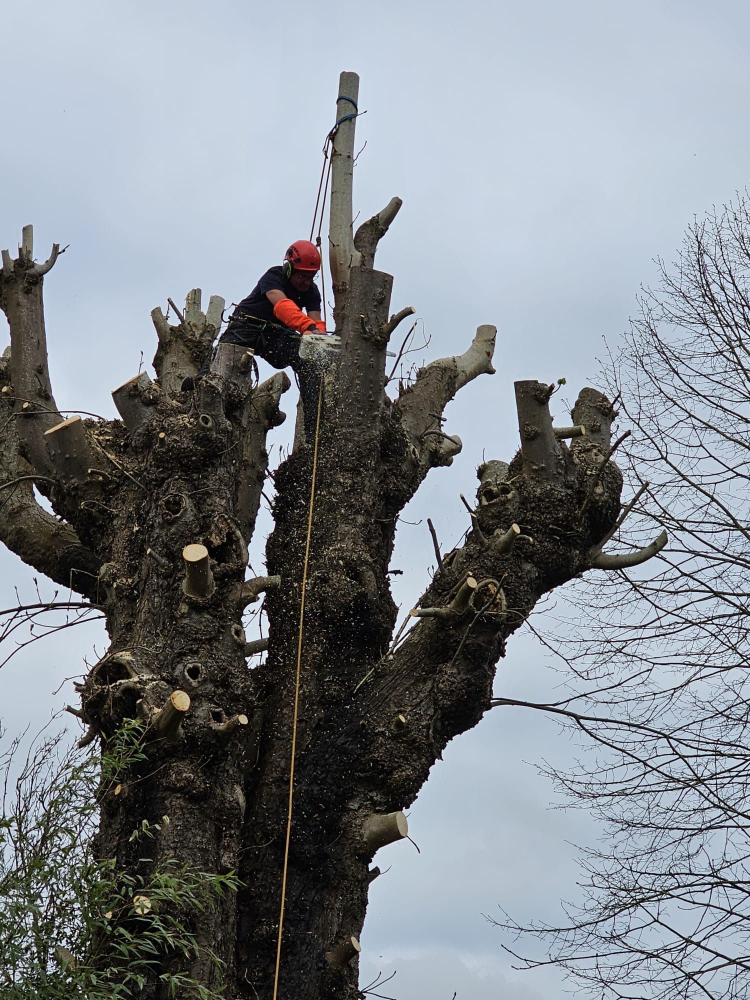 Coupage d'un arbre par l'équipe