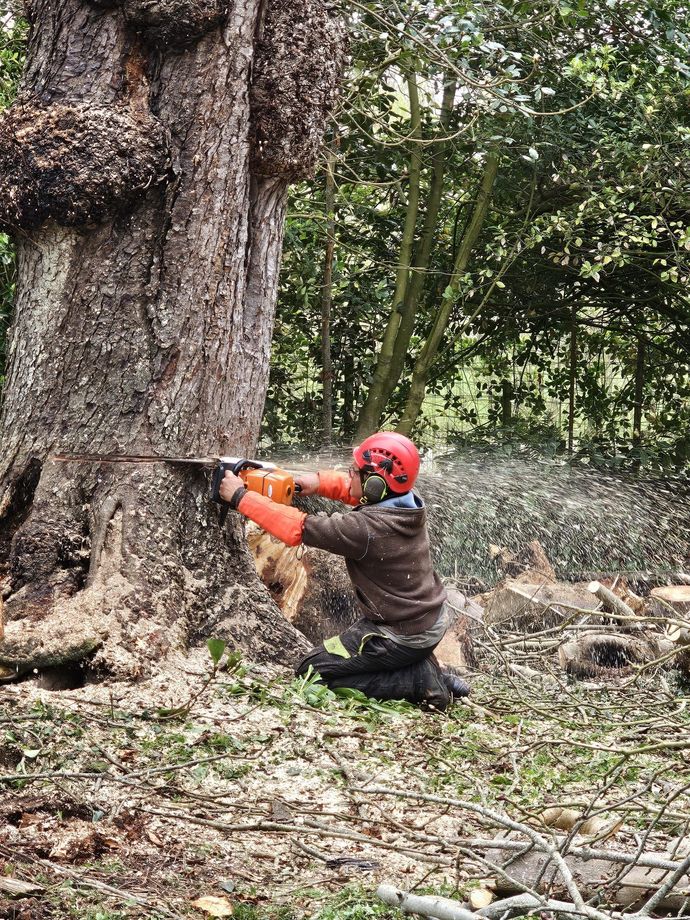 Paysagiste près d'un arbre en cours d'abattage